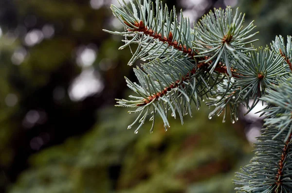 Photo Water Tears Spruce Branch Close — Stock Photo, Image