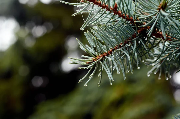 Blue Spruce Branch Water Drops Close — Stock Photo, Image