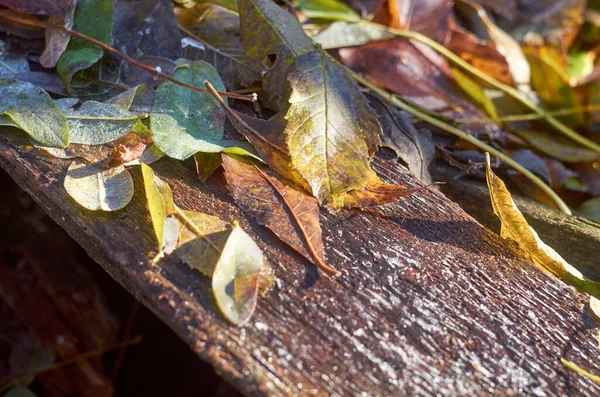 12月の霜の天候で木の板に葉が退色した — ストック写真