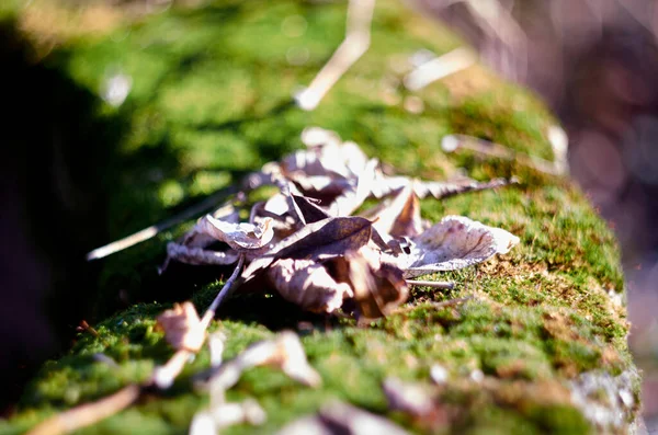 緑色の苔と茶色の葉の背景 葉がぼけて — ストック写真