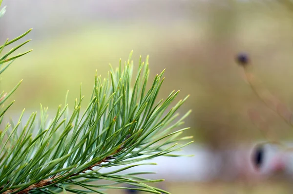 Photo of green pine branch — Stock Photo, Image