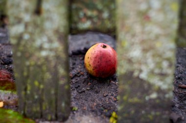 Ahşap bir çitin arkasında elma