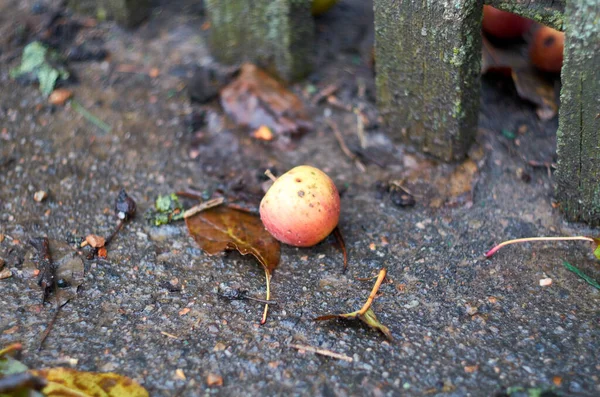 Foto de maçã pequena em asfalto — Fotografia de Stock