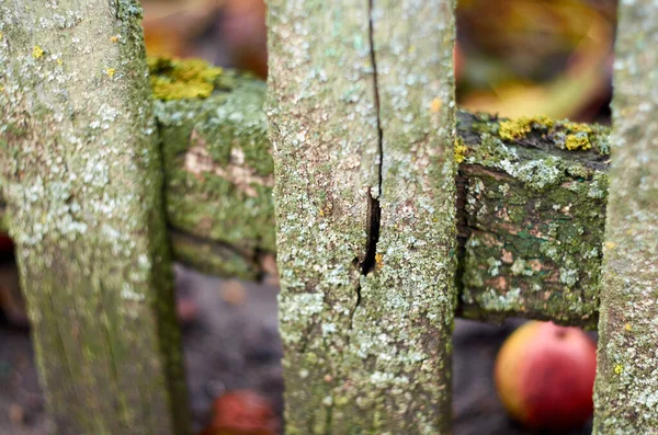 Foto van oud houten beschimmeld hek — Stockfoto