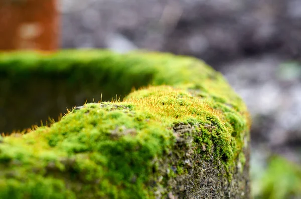 Cilindro de hormigón cubierto con musgo verde — Foto de Stock