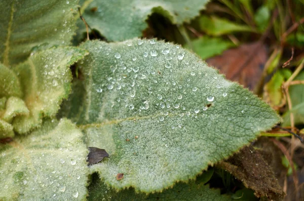 Photo of water drops on green leaf — Stock Photo, Image