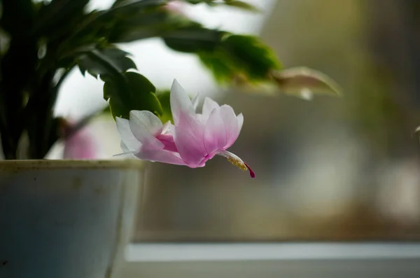 Christmas Cactus Flower Blooming Room — Stock Photo, Image