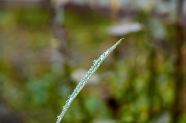 Yeşil yapraklı fotoğraf. Su damlaları yakın.
