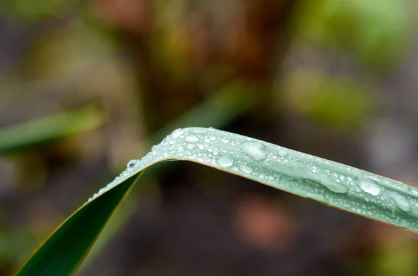 Foto Foglie Verdi Gocce Acqua Vicino — Foto Stock