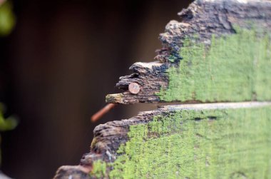 Eski ahşap tahtadaki paslı çivi. Yaklaş.