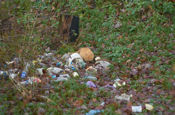 Rotköpfige Katze Schaut Mich Auf Schrottplatz — Stockfoto