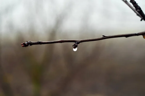 Uma Gota Água Ramo Cereja Janeiro — Fotografia de Stock