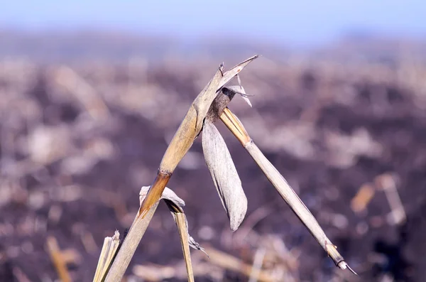 Stalk van mais in een geploegd veld — Stockfoto