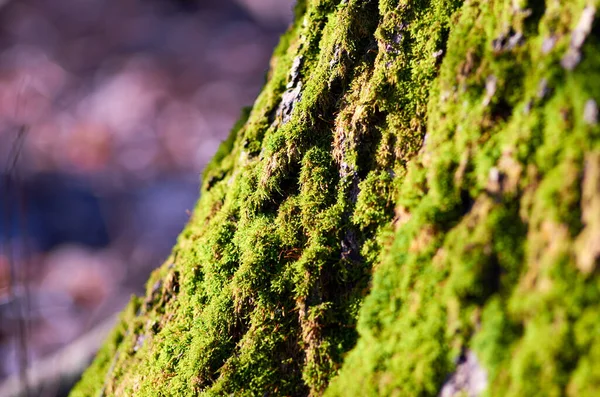Πράσινος Μος στο φλοιό του δέντρου — Φωτογραφία Αρχείου