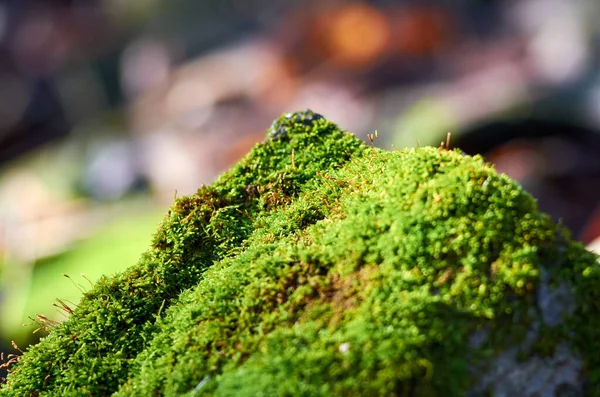 緑色の苔で覆われた後の写真 — ストック写真