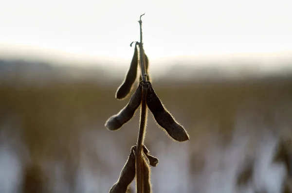Φυτό Σόγιας Στο Χωράφι Κοντά — Φωτογραφία Αρχείου