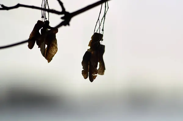 Foto Van Aszaden Tak Winter — Stockfoto