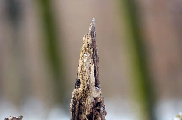 Fragment Racine Chêne Dans Forêt Hiver Gros Plan — Photo