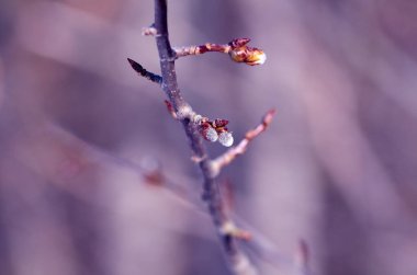 Aspen dalında genç tomurcuklar. Ocak