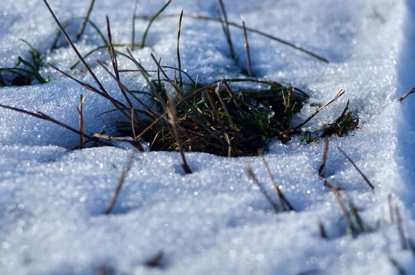 Bruin Groen Gras Tussen Sneeuw Close — Stockfoto