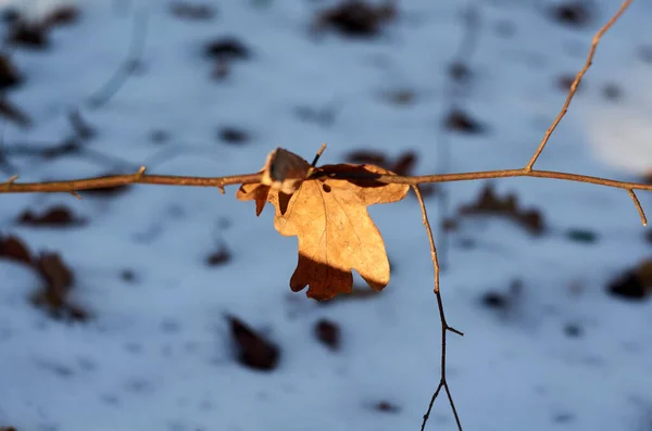 Hnědý Dubový List Visel Zblízka Větvi — Stock fotografie