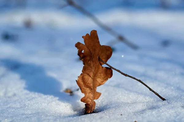 Hnědý Dubový List Stojí Sněhu Zblízka — Stock fotografie