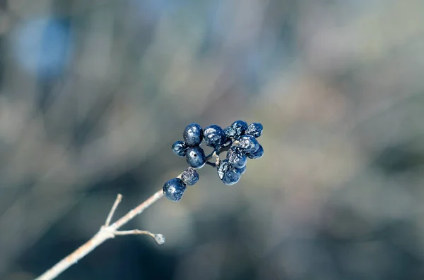 Foto Von Schwarzen Beeren Auf Dem Zweig Aus Nächster Nähe — Stockfoto