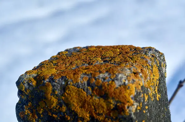 Lichen Overdekte Betonnen Paal Close — Stockfoto