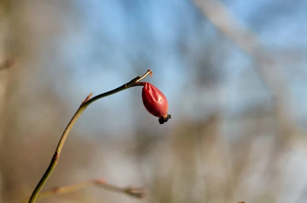 Baya Rosa Mosqueta Roja Rama Febrero — Foto de Stock