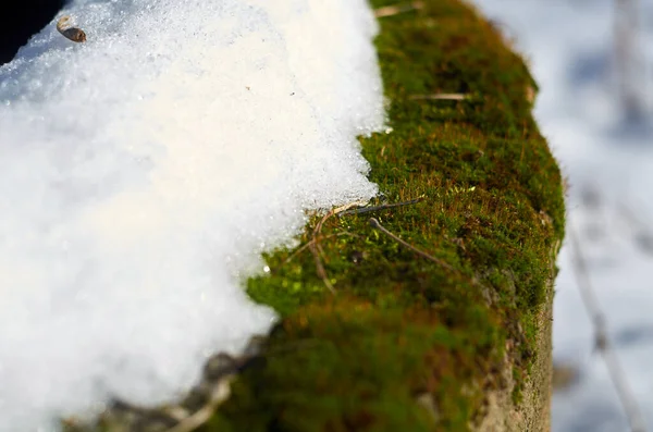 Foto Musgo Verde Neve Branca Perto — Fotografia de Stock