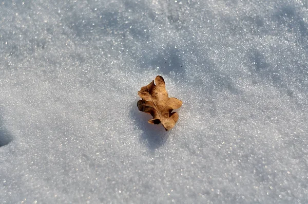雪地上的棕色小橡木叶 — 图库照片