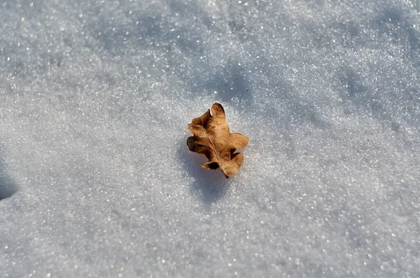 Klein Bruin Eikenblad Sneeuw Van Dichtbij — Stockfoto