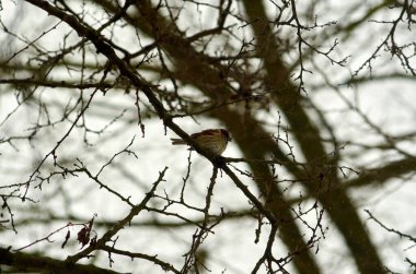 Kayısı dalında oturan büyük bir serçe.