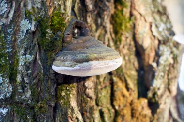 Söğüt kabuğundaki mantar paraziti. Yaklaş.