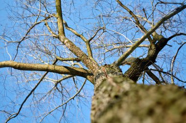 Şubat 'ta yapraksız söğüt ağacı ve mavi gökyüzü