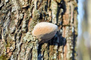 Söğüt kabuğunda yaşayan parazit mantarı.