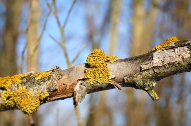 Kuru dal, turuncu liken, yakın plan, bulanık arkaplan
