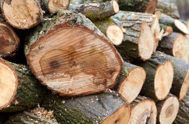 Mart 'ta taze kesilmiş söğüt ağaçları yığını