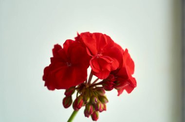 Sardunya kırmızısı çiçek açar evde.