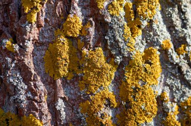 Meşe kabuğundaki sarı liken. Yaklaş.