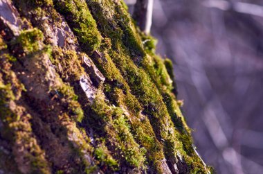 Güneş ışığında yeşil yosunlu söğüt kabuğu