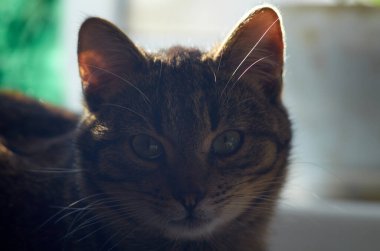 Genç tekir kedi kameraya bakıyor