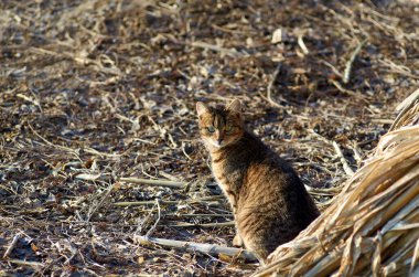Bir tekir kedinin fotoğrafı yakından görünüyor.
