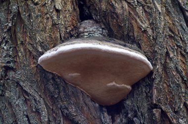 Söğüt kabuğundaki mantar paraziti