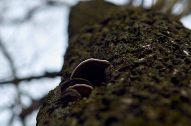 Söğüt kabuğunda iki parazit mantarı