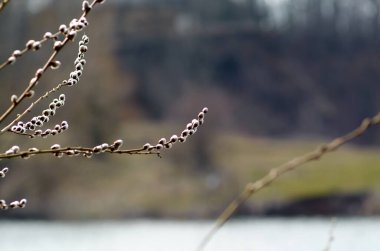 Mart ayında göletin yanında söğüt çiçekleri açıyor.
