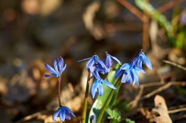 Ormanda çiçek açan çan çiçekleri. Bahar