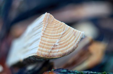 Kül yakacak odun yakın, mavi arkaplan