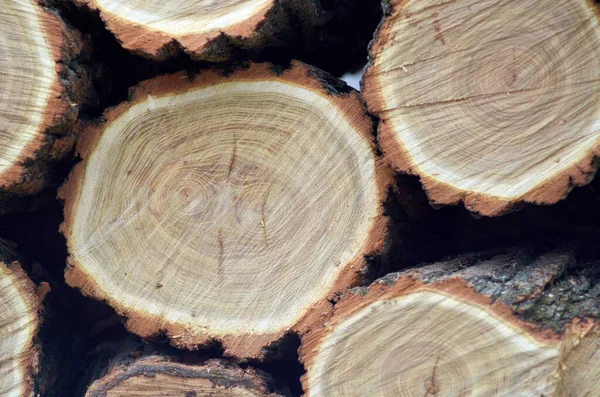 Hackad akaciaträ staplas i två lager på nära håll — Stockfoto