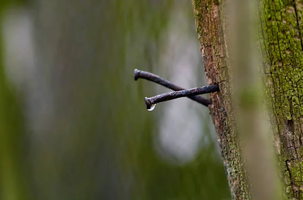 Foto van twee roestige spijkers in het hout — Stockfoto